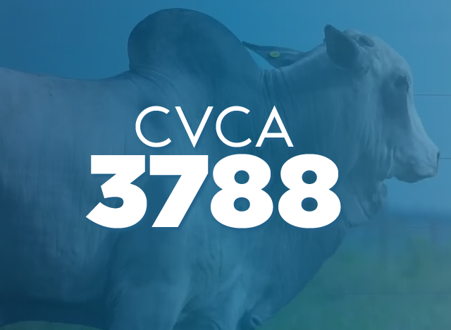 CVCA 3788