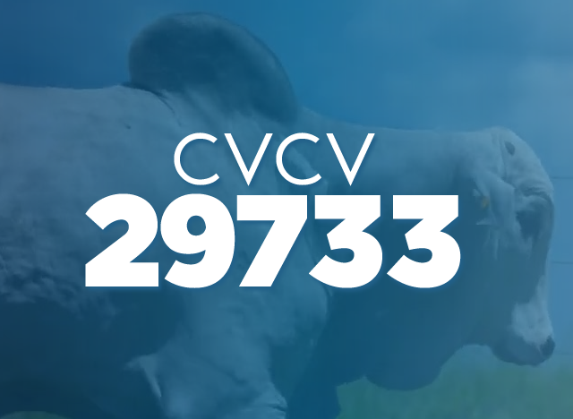 CVCV 29733