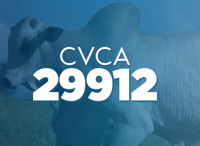 CVCV 29912