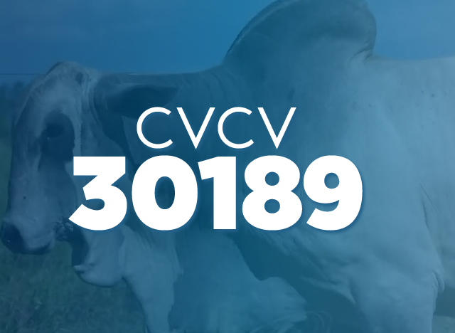 CVCV 30189