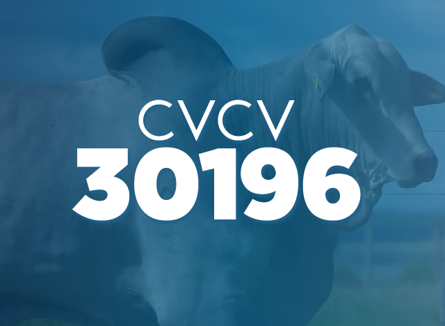 CVCV 30196