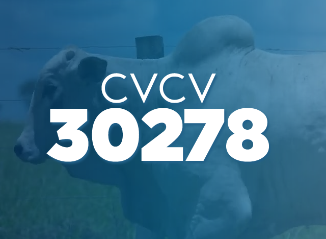 CVCV 30278