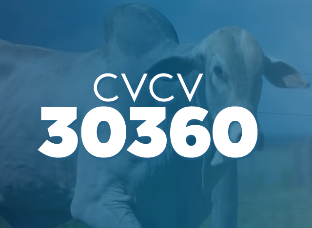 CVCV 30360