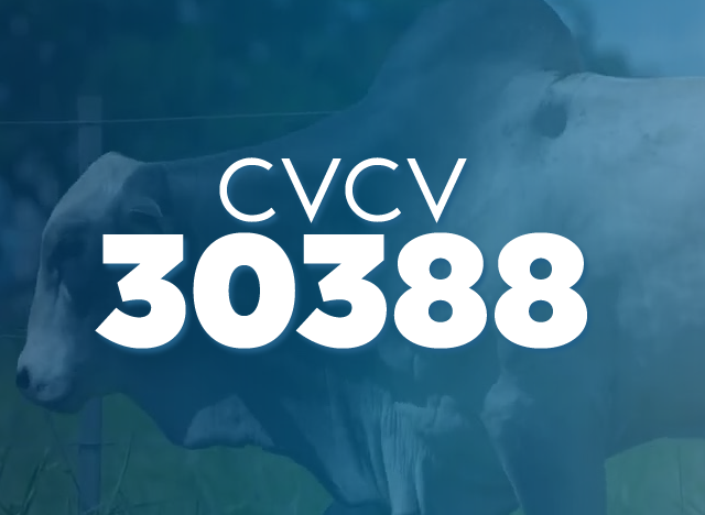 CVCV 30388