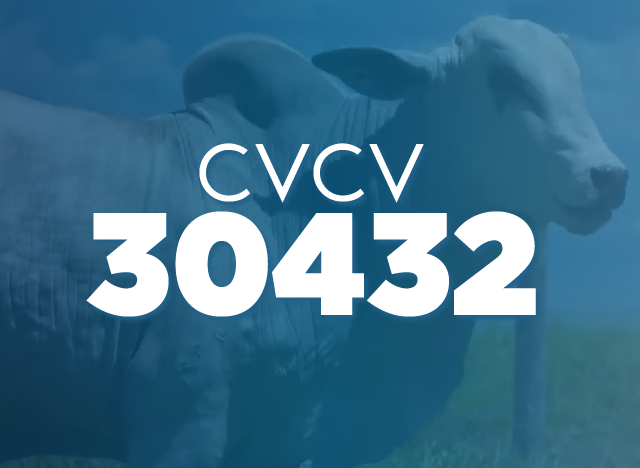 CVCV 30432