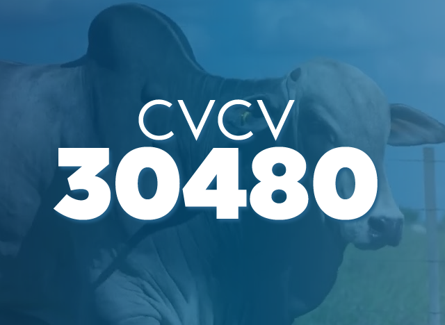 CVCV 30480