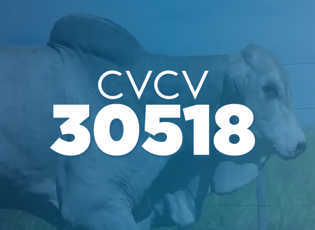 CVCV 30518