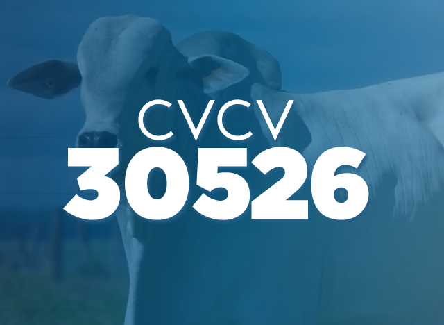 CVCV 30526