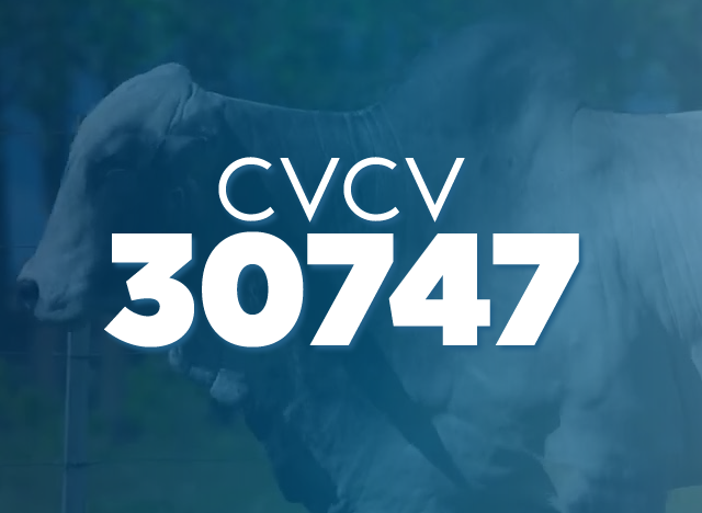 CVCV 30747