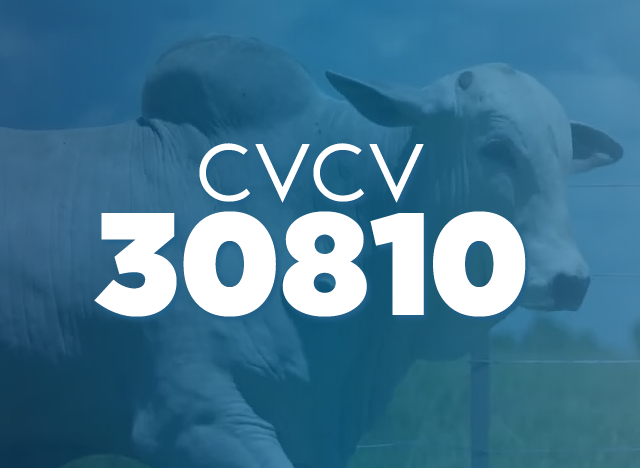 CVCV 30810