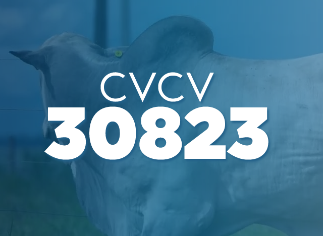 CVCV 30823