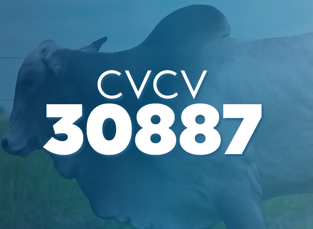 CVCV 30887