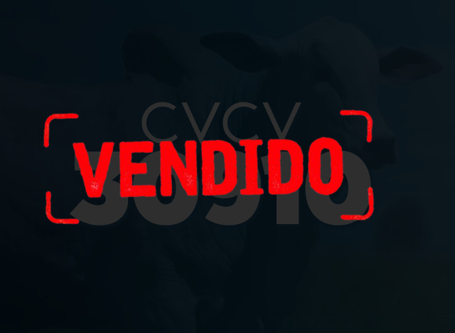 CVCV 30910