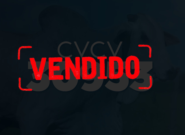 CVCV 30953