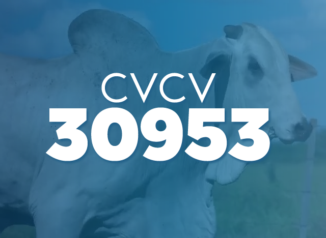 CVCV 30953