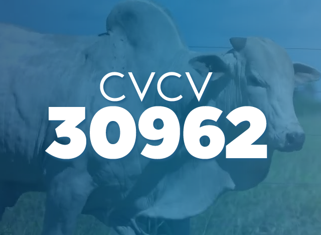 CVCV 30962