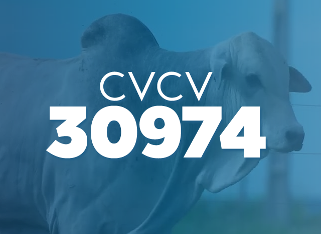 CVCV 30974