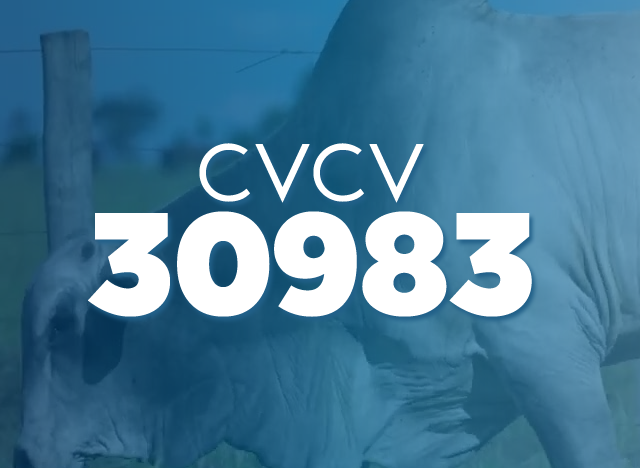 CVCV 30983