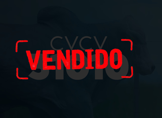 CVCV 31010