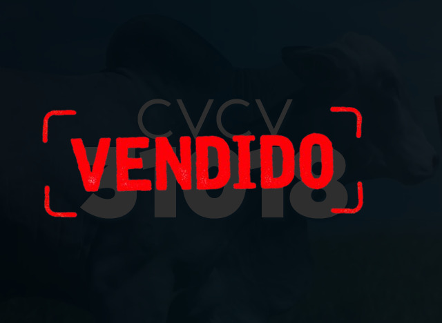 CVCV 31018