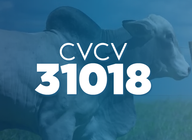 CVCV 31018