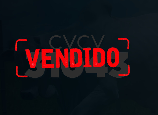 CVCV 31043