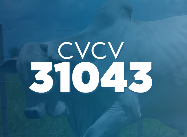 CVCV 31043