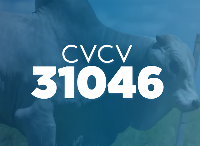 CVCV 31046