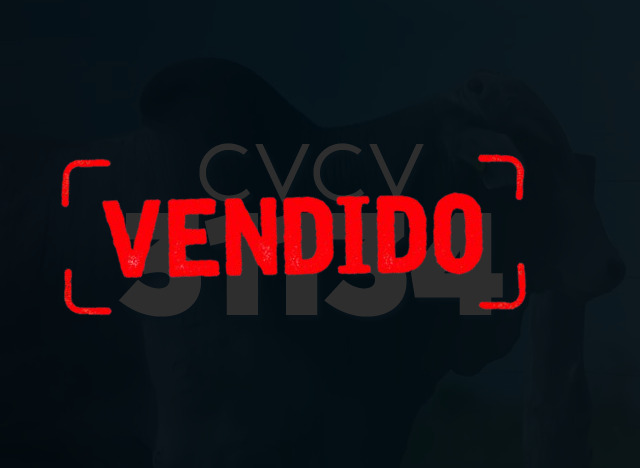 CVCV 31134