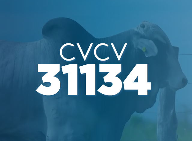 CVCV 31134