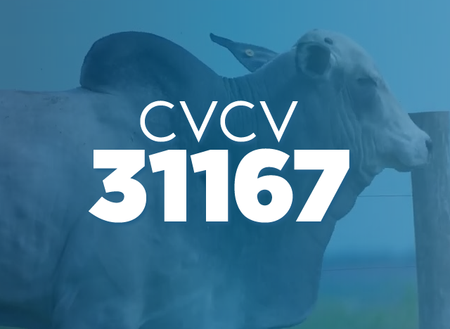 CVCV 31167