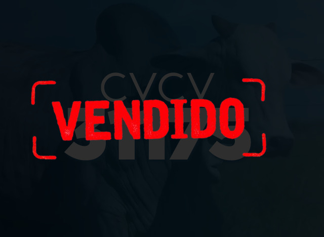 CVCV 31175