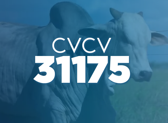 CVCV 31175