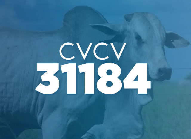 CVCV 31184