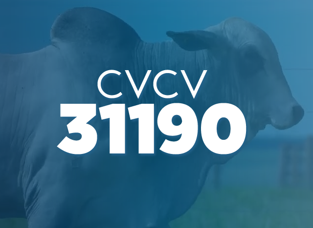 CVCV 31190