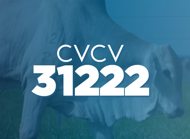 CVCV 31222