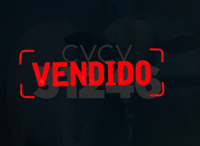 CVCV 31246