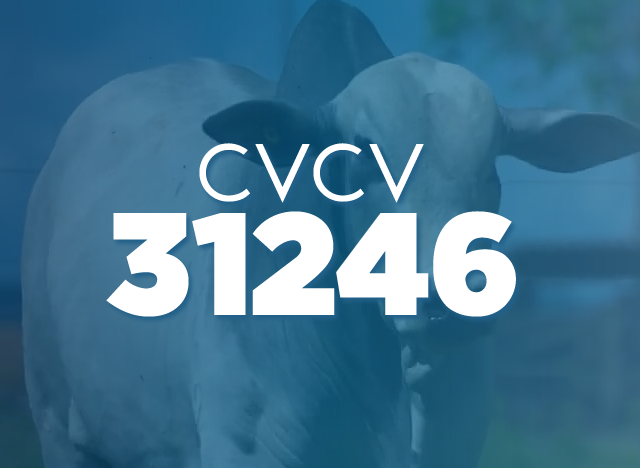 CVCV 31246