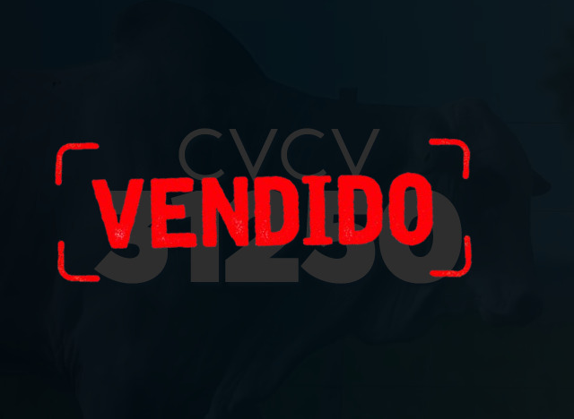 CVCV 31250