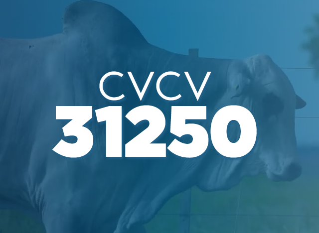 CVCV 31250