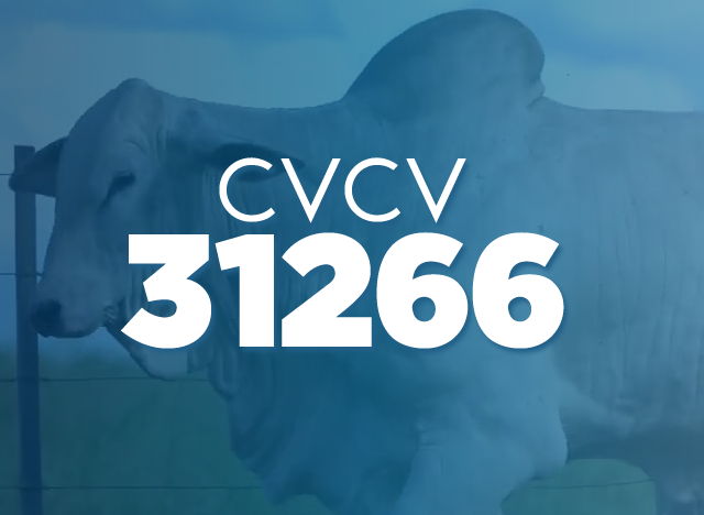 CVCV 31266