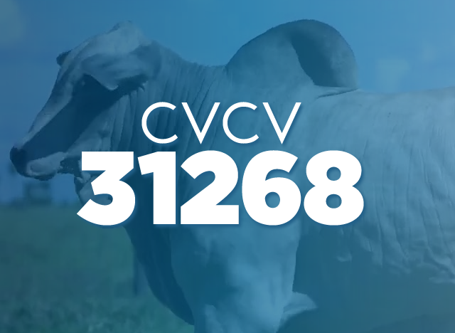 CVCV 31268