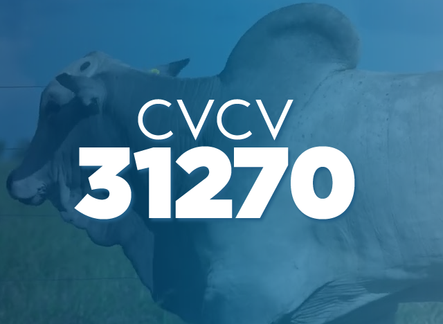 CVCV 31270