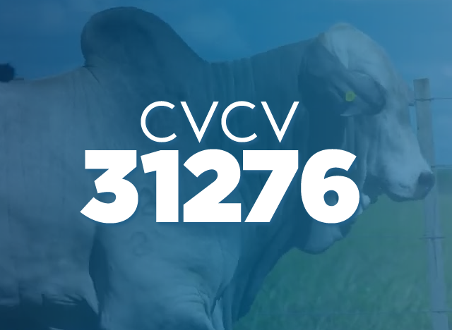 CVCV 31276