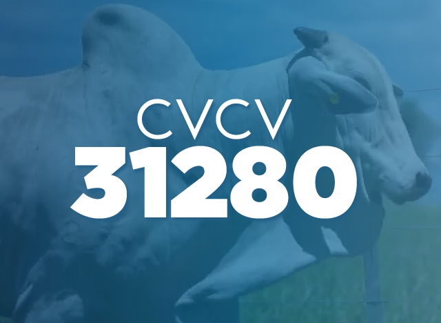 CVCV 31280