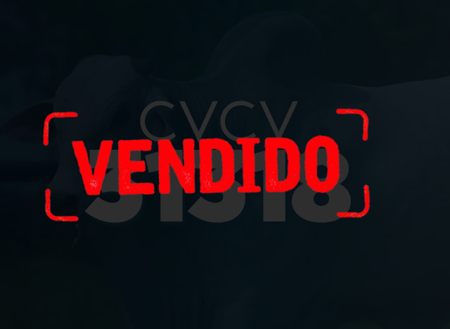 CVCV 31318