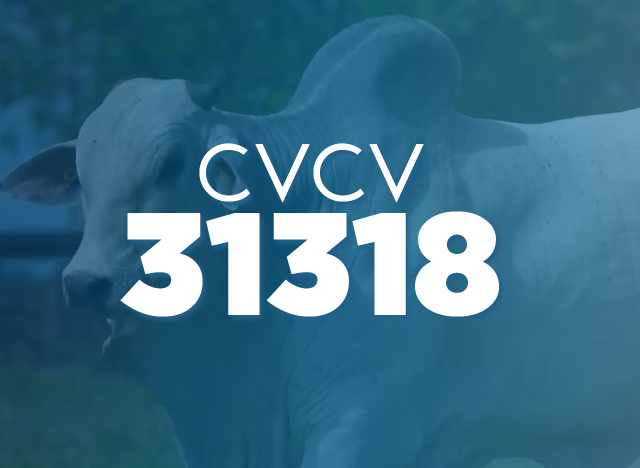 CVCV 31318