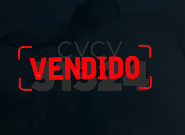 CVCV 31324