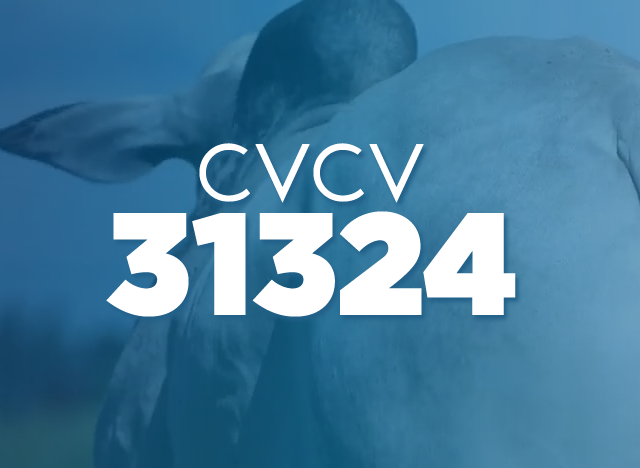 CVCV 31324