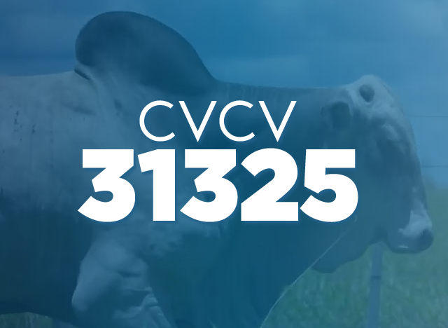 CVCV 31325